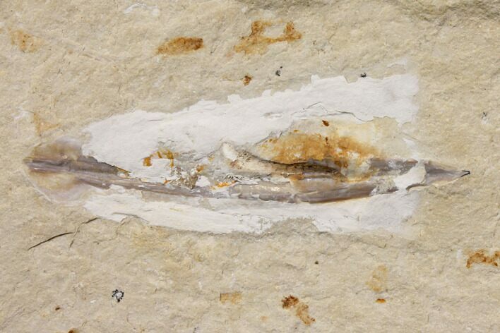 Cretaceous Fossil Soft Bodied Squid - Lebanon #147224